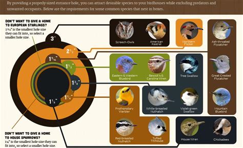 metal macaw nest box price|nest box hole size chart.